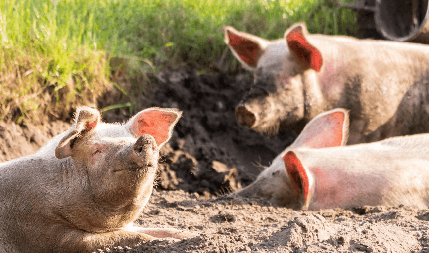 Hog Sales